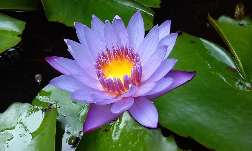 怎样治疗-肝脏不好会引起性功能勃吗-怎样治疗,中国肝脏不好怎么治疗方法网站